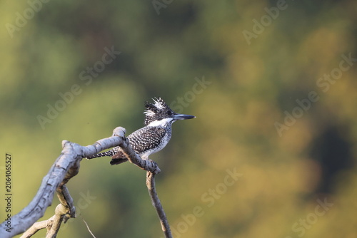 Photography Crested kingfisher (Megaceryle lugubris continentalis) is a very large kingfisher that is native to parts of southern Asia