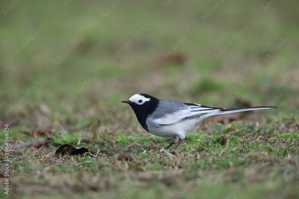Fototapeta premium White Wagtail (Motacilla alba personata) in North India
