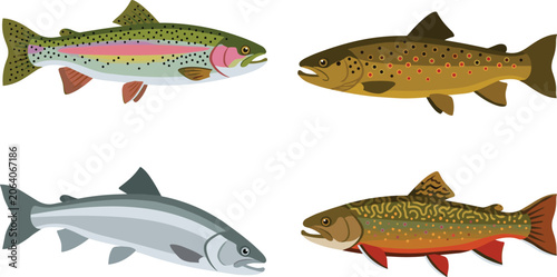 Fotografija Trout and Salmon Freshwater Vector Illustration Featuring Rainbow, Brown, Brook