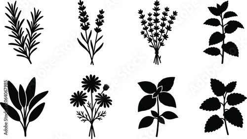 Fotografi Culinary and medicinal herbs vector silhouette icon set featuring rosemary laven
