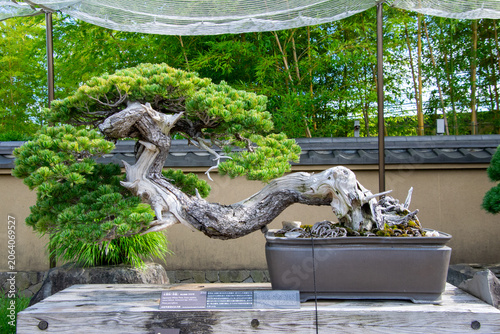 Εκτύπωση καμβά 350 Year Old Japanese White Pine Bonsai Tree at Omiya Bonsai Museum, Saitama, Ja