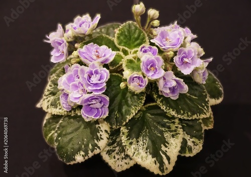 Canvastavla Variegated African violet Buckeye Seductress with ruffled purple double flowers rising above creamy-edged leaves