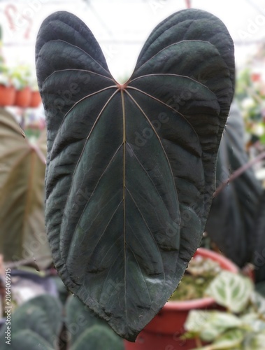 Large heart‑shaped dark green leaf of Anthurium 'Prince of Darkness' with strong veins