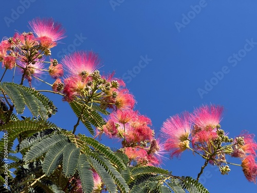 Silk tree Albizia julibrissin Mimosa tree in bloom.