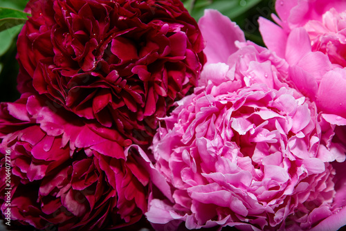 lush fragrant pink peonies in the interior