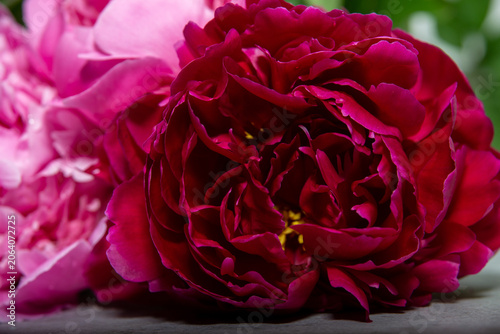 lush fragrant pink peonies in the interior