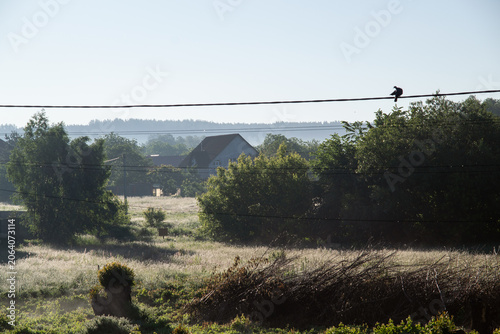 early morning in the village in summer