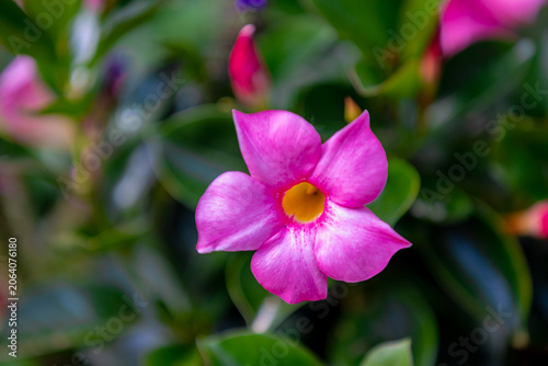 Selective focus of purple pink flower Rocktrumpet with green leaves in garden, Mandevilla is a genus of tropical and subtropical flowering vines belonging to the family Apocynaceae, Natural background