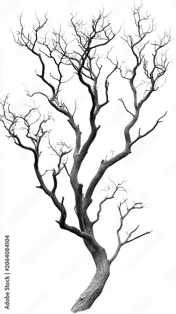 Fototapeta premium Stark and striking bare tree with intricate, gnarled branches reaching upwards, isolated on clean white background, conveying minimalist natural beauty and resilience of winter dormancy.