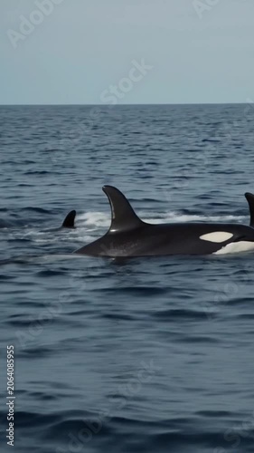 two dolphins jumping