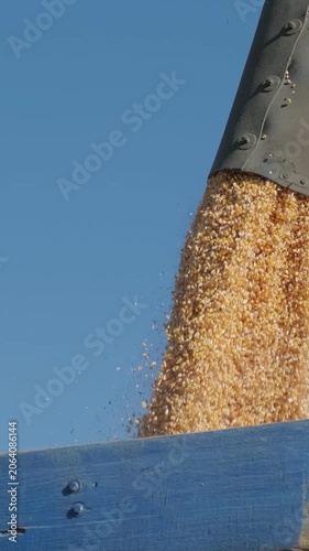 Combine harvester working in a large dry corn field during the autumn harvest season, kicking up dust under warm golden sunlight.