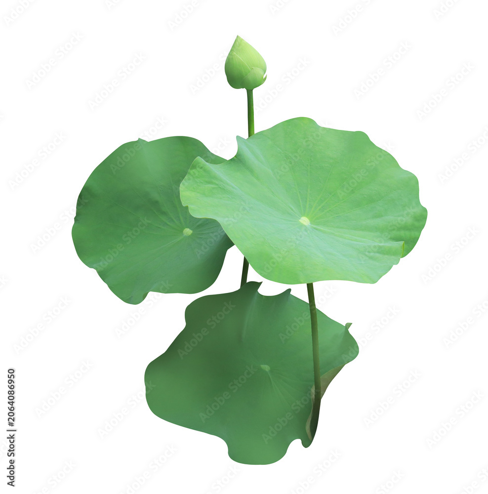 Fototapeta premium Lotus or Water lily or Nymphaea flower. Close up white lotus flower on lotus leaves isolated on transparent background. 