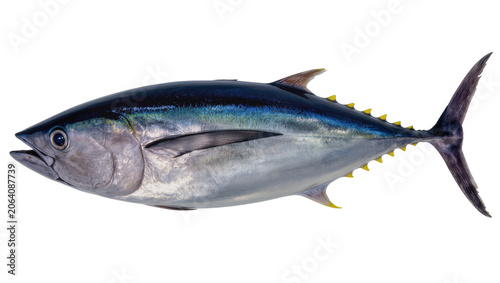 Obraz na płótnie Bluefin tuna fish with dark blue back and silver body