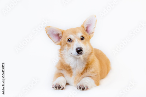 A Welsh Corgi dog is sitting on a white background and smiling, the smiling dog is highlighted on a white background, a large collection of photos and videos of Welsh Corgis