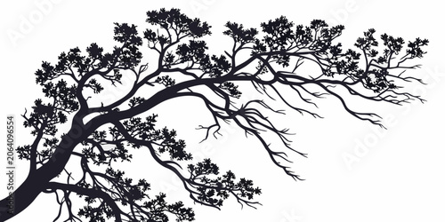 Photos Black silhouette of spreading tree branch against white background with silhouet