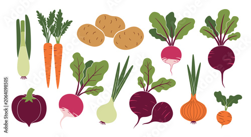 Variety of fresh root vegetables including potatoes, carrots, radishes, and onions isolated on a white background.