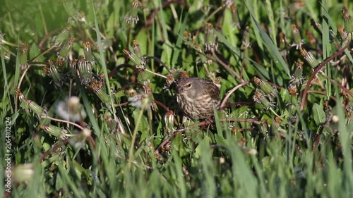 Female Common Linnet Bird Foraging and Eating Dandelion Seeds in Green Grass