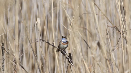 Male Bluethroat Bird Singing on a Branch in Dry Reeds Background in Spring