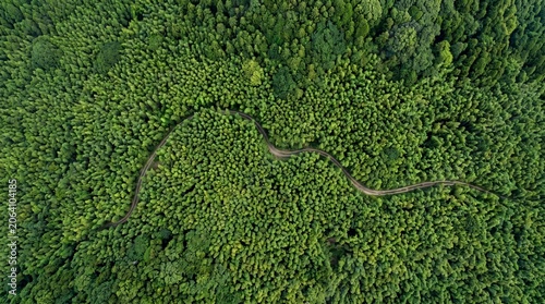 Satellite Style Vertical View of Arashiyama Bamboo Forest Texture in Japan