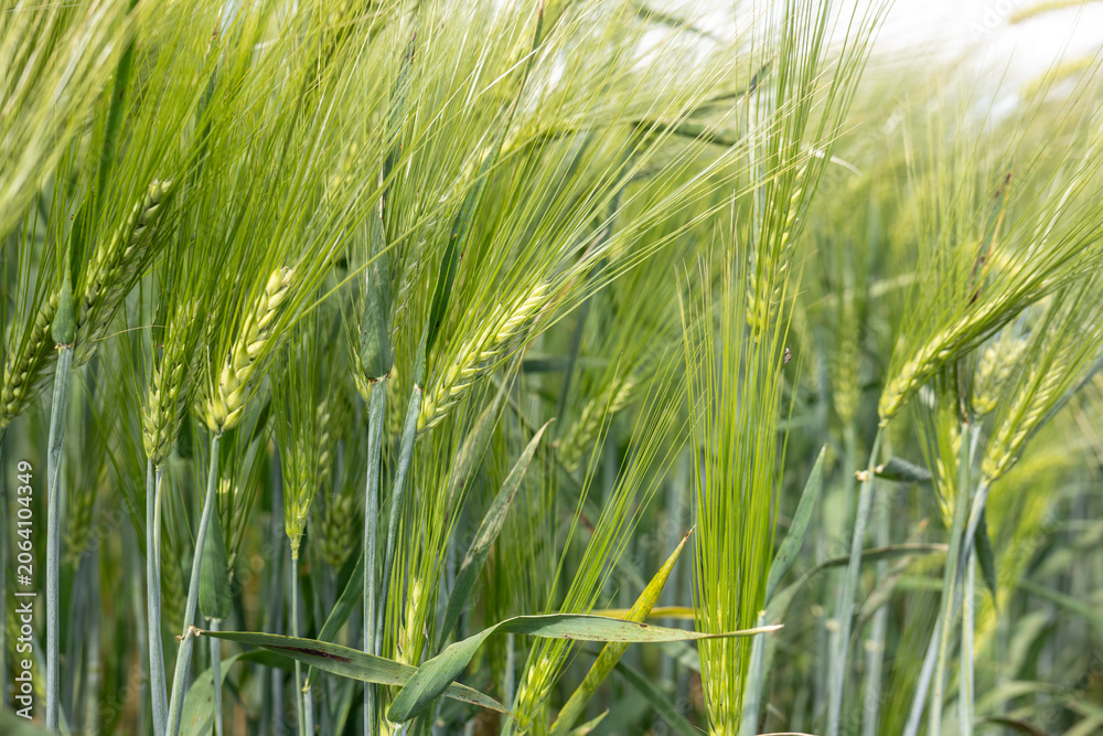 Fototapeta premium Young grain ears growing in agricultural field