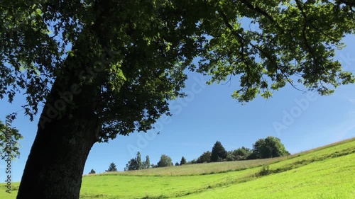 Idyllic sunlit forest landscape with rolling hills mixed deciduous trees and dense lush green foliage in Westerwald Germany Europe during summer season