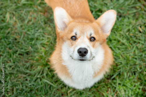 a Welsh Corgi dog walks in the grass and looks at the camera from above