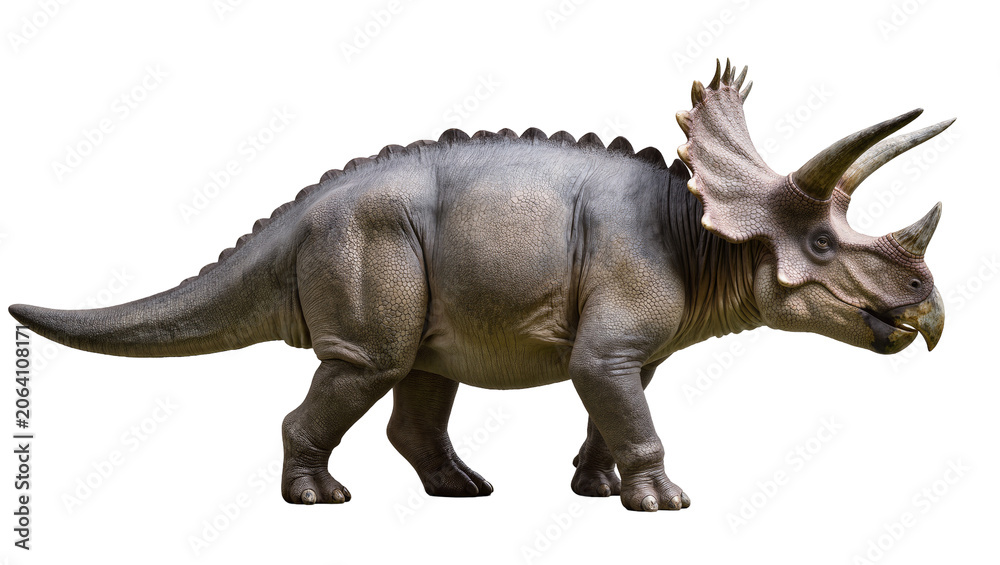 Fototapeta premium Triceratops dinosaur with three horns and frill