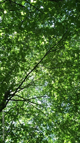 Idyllic sunlit forest treetop with mixed deciduous trees and dense lush green foliage in Westerwald Germany Europe during summer season vertical video