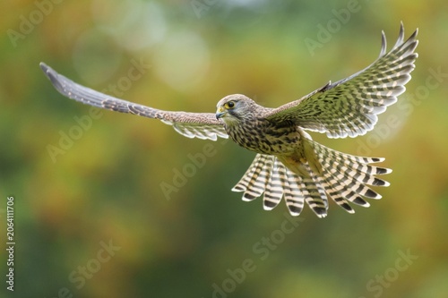 Flying (Falco tinnunculus), hunting in jolt flight, Oldenburger Muensterland, Vechta, Lower Saxony, Germany