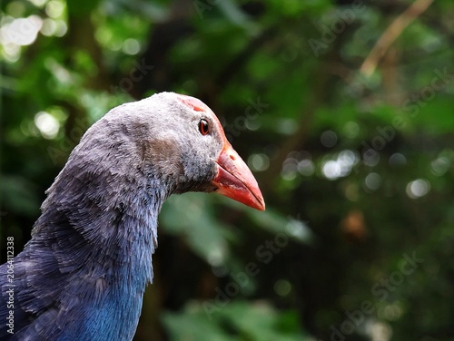 Purple Gallinule in close-up. Portrait of Porphyrio.