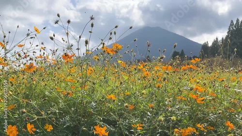 日本の宮崎県。生駒高原の黄花コスモス畑と夷守岳(ひなもりだけ)の動画。