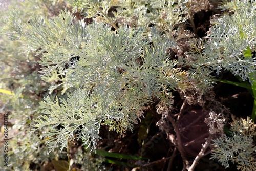 Silvery Foliage Plants Close-up.