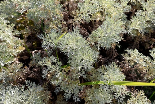 Silvery Foliage Plants Close-up.