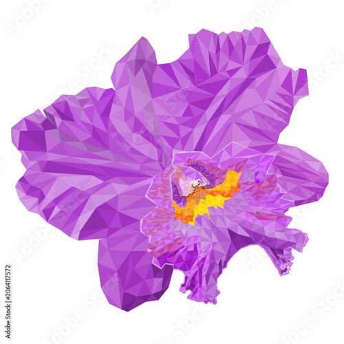 Cattleya orchid purple and yellow flower outline low-polygon vector illustration