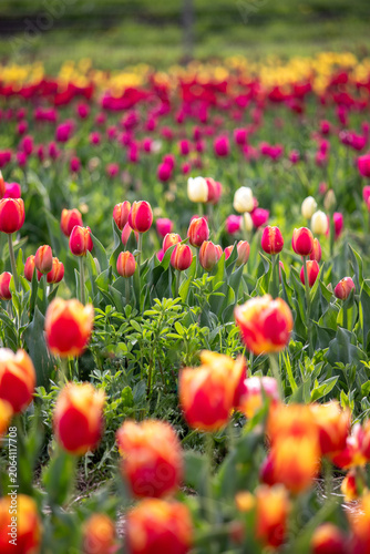 champ de tulipe