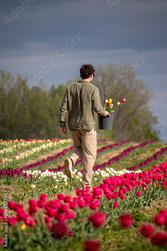 champ de tulipe