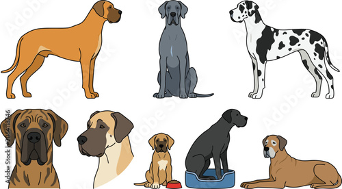 Canvastavla Great Dane Dog Breeds Collection Vector Set Featuring Large Puppy and Adult Cani