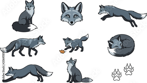 Photography Silver Fox Vector Illustration Set Featuring Gray Wild Animals in Various Poses