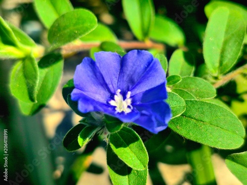 Slika na platnu Beautiful blue daze flower blooming in the garden