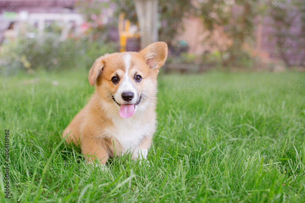 Fototapeta premium A Welsh corgi puppy on a summer walk