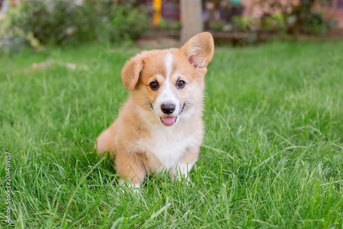 A Welsh corgi puppy on a summer walk