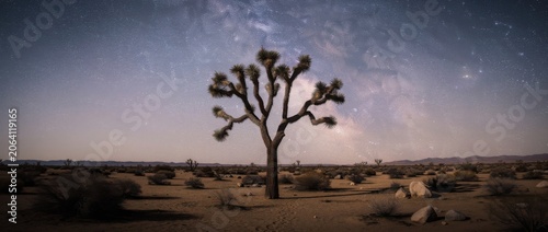 Solitary Joshua Tree Under Starry Sky in Desert Landscape with Milky Way Visible Above and Calm Evening Atmosphere Enhancing Nature's Serenity
