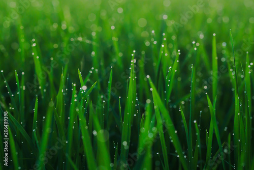 Fotografie rice with dew drops