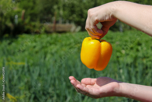 Quadro su tela Person holds yellow bell pepper over open hand in garden during daytime in summe