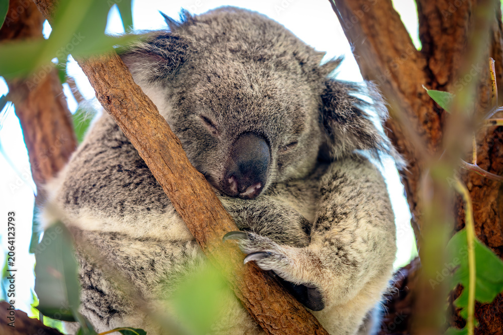 Obraz premium Cuddly koala sleeping on a branch