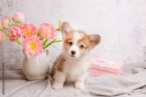 very cute Welsh Corgi puppy and a vase with tulips on a light background, calendar. large collection of Welsh Corgi puppies in the portfolio