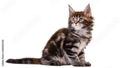 Fotografía Fluffy Maine Coon kitten with blue eyes sitting