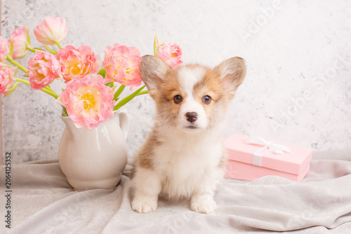 very cute Welsh Corgi puppy and a vase with tulips on a light background, calendar. large collection of Welsh Corgi puppies in the portfolio