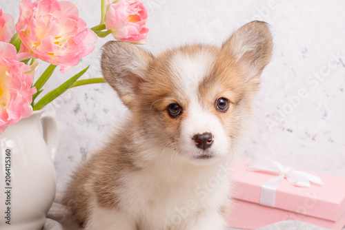 very cute Welsh Corgi puppy and a vase with tulips on a light background, calendar. large collection of Welsh Corgi puppies in the portfolio