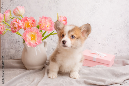 very cute Welsh Corgi puppy and a vase with tulips on a light background, calendar. large collection of Welsh Corgi puppies in the portfolio